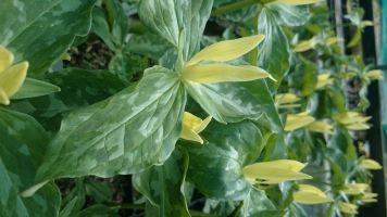 Trillium luteum - 9cm pot 